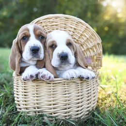 Basset Hound Puppies from K&B Farms & Bassets