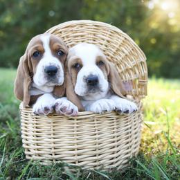Basset Hound Puppies from K&B Farms & Bassets