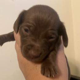 Lola - Chocolate female Dachshund puppy in Sharon Springs, New York from Show Us The Way Homestead