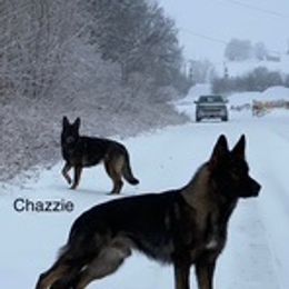 German Shepherd Puppies from Czech Working Lines