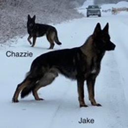 German Shepherd Puppies from Czech Working Lines