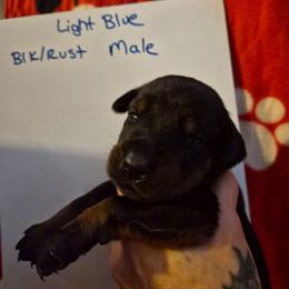 Light Blue Collar - Black and rust male Doberman Pinscher puppy in Ault, Colorado from Stand Alone European Dobermans