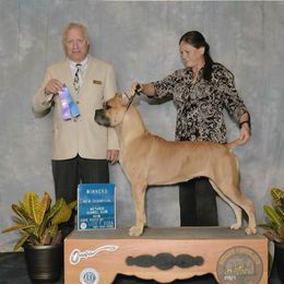 Rossa - Cane Corso