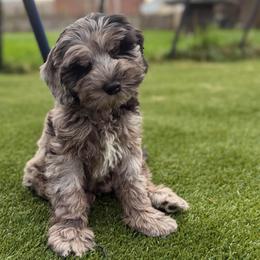 Platinum - Blue male Australian Labradoodle puppy in Brush Prairie, Washington from Fancy Pants Labradoodles