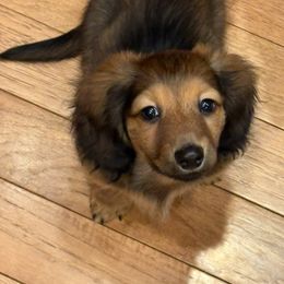Boy 6 - Wild boar and cream male Dachshund puppy in Spokane, Washington from Dearhaven Doxie