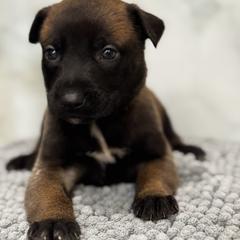 Comet - Tan female Working Dog Cross puppy in Clarksville, Tennessee from Vuurhart Herders
