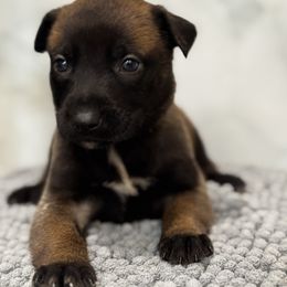 Comet - Tan female Working Dog Cross puppy in Clarksville, Tennessee from Vuurhart Herders