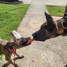 Great Dane Puppies from The Greater Dane Kennel