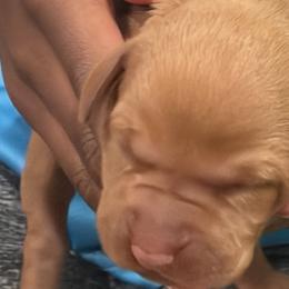 Pink collar - Golden rust female Vizsla puppy in Port Angeles, Washington from Blacktail Trail Vizslas