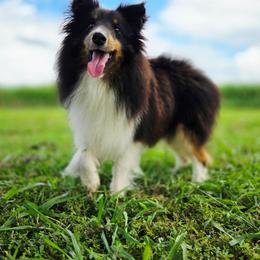 Shetland Sheepdog puppies from Henotic Homestead's Shetland Sheepdogs