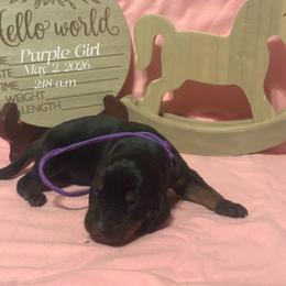 Purple Girl - Black and tan female Black and Tan Coonhound puppy in Pueblo, Colorado from BT Coonhound