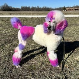 Iris - Poodle