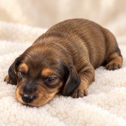 Boy 1 - Red male Dachshund puppy in Jackson, Mississippi from Doxies Galore