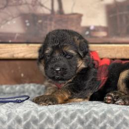 Wilder - Black and red male German Shepherd puppy in Iola, Wisconsin from DeFelice's German Shepherds