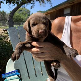 Labrador Retriever Puppies from The Sugar & Spice Ranch Labrador Retrievers