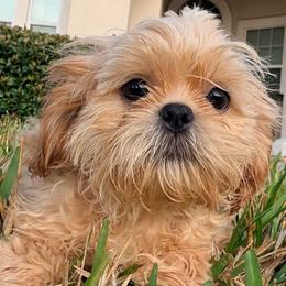 Snicker - Gold male Shih Tzu puppy in Saint Johns, Florida from BEH Puppies LLC
