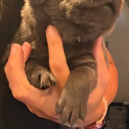 White- Charcoal Female - Charcoal female Dilute Retriever puppy in Marion, Illinois from Summer Lovin’ Labradors of Southern Illinois