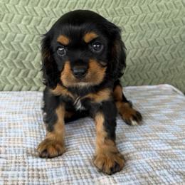 Saint - Black and tan male Cavalier King Charles Spaniel puppy in Gonzales, Texas from Veach Cavaliers & Farm