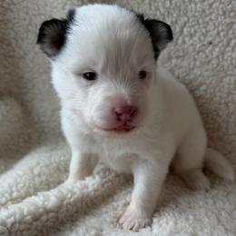 Chippy - Black and white male Pomsky puppy in Mc Minnville, Oregon from West Coast Pomskies