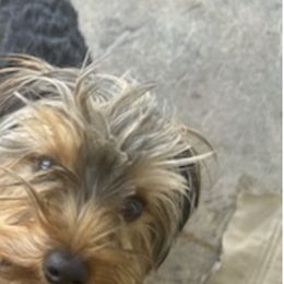 Yorkshire Terriers from Demetria's Yorkies