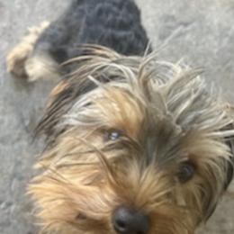Yorkshire Terriers from Demetria's Yorkies
