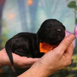 Pumpkin - Black male Goldendoodle puppy in Springfield, Oregon from Oregon's Oodles of poodles & doodles
