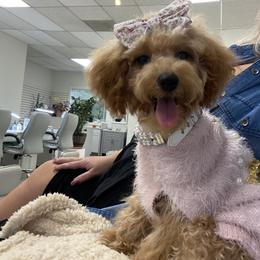 Taffy - Maltipoo