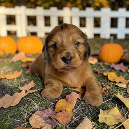 Maple - Dapple female Dachshund puppy in Cinebar, Washington from Pure Joy Labradors and Mini Dachshunds