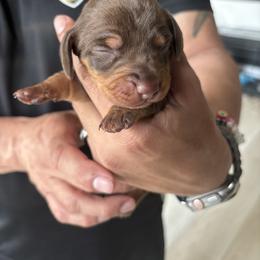 Roxy - Chocolate and tan female Dachshund puppy in Tomball, Texas from Gutierrez House of Doxies