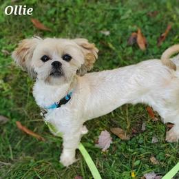 Ollie - Lhasa Apso