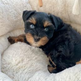 AKC Black and Red Blue eyes - Black and silver male Miniature Schnauzer puppy in Calhoun, Georgia from The BrickHouse Miniature Schnauzers