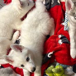 Siberian Huskies from My Huskee House Kennel