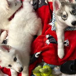 Siberian Huskies from My Huskee House Kennel