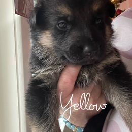 German Shepherd Puppies from Cedarwood K9's & Kats