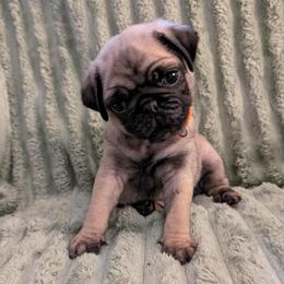 Fred - Fawn male Pug puppy in Winter Haven, Florida from Lisa's Pugalicious Pugs