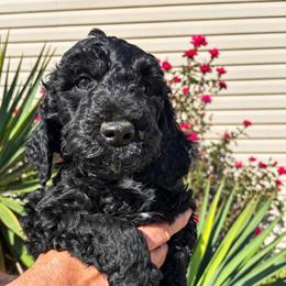 Banks - Black male Poodle puppy in Woodleaf, North Carolina from Circle T Ranch K9s
