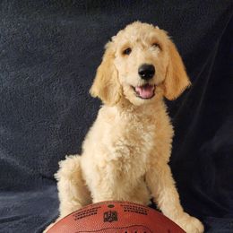Goldendoodle Puppies from Hampton Blu Doodles