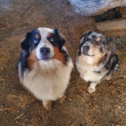 Australian Shepherds from Lone Tree Aussies