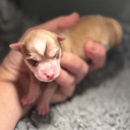 Girl 1 - Red and white female Pomsky puppy in Michigan from Blue Water Pomskies