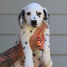 Orange - White and black male Dalmatian puppy in Cottage Grove, Oregon from Hidden Hills Dalmatians