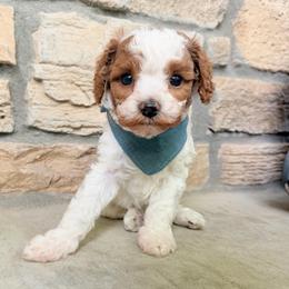 Brooks - Blenheim male Cavapoo puppy in Fort Lupton, Colorado from Puppy Paws Colorado