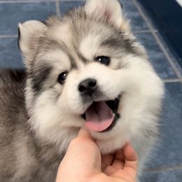 Pomsky Puppies from PomskyParadise