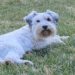 Miniature Schnauzer Puppies from SHANNAN COLE
