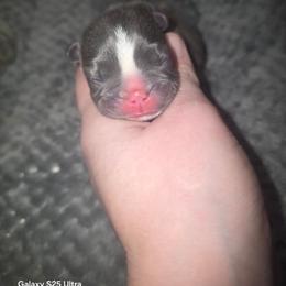 Carl - Blue male French Bulldog puppy in Ringgold, Georgia from A-K Boston Terriers