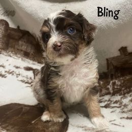 Bling - Red merle Aussiedoodle puppy in Tonopah, Arizona from Lazy T9 Ranch