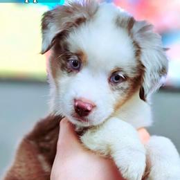 Chipper - Red merle male Miniature Australian Shepherd puppy in Punta Gorda, Florida from Christie's Creekside Aussies