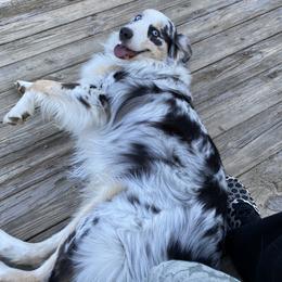 Australian Shepherd Puppies from Kent island Aussies