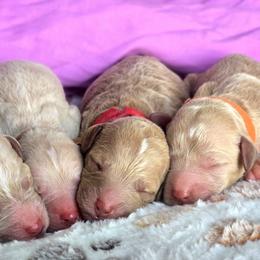 Poodle Puppies from Sarah's Poodles