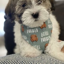 Maltipoo Puppies from A Batch of Cookie’s