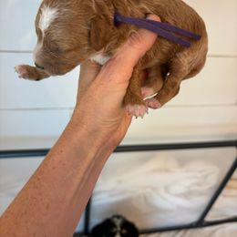 Iris🪻, girl - Red  Poodle puppy in Elk Ridge, Utah from Topnotchpoodles